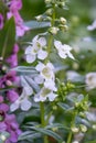 Summer snapdragon Angelonia angustifolia white flowers